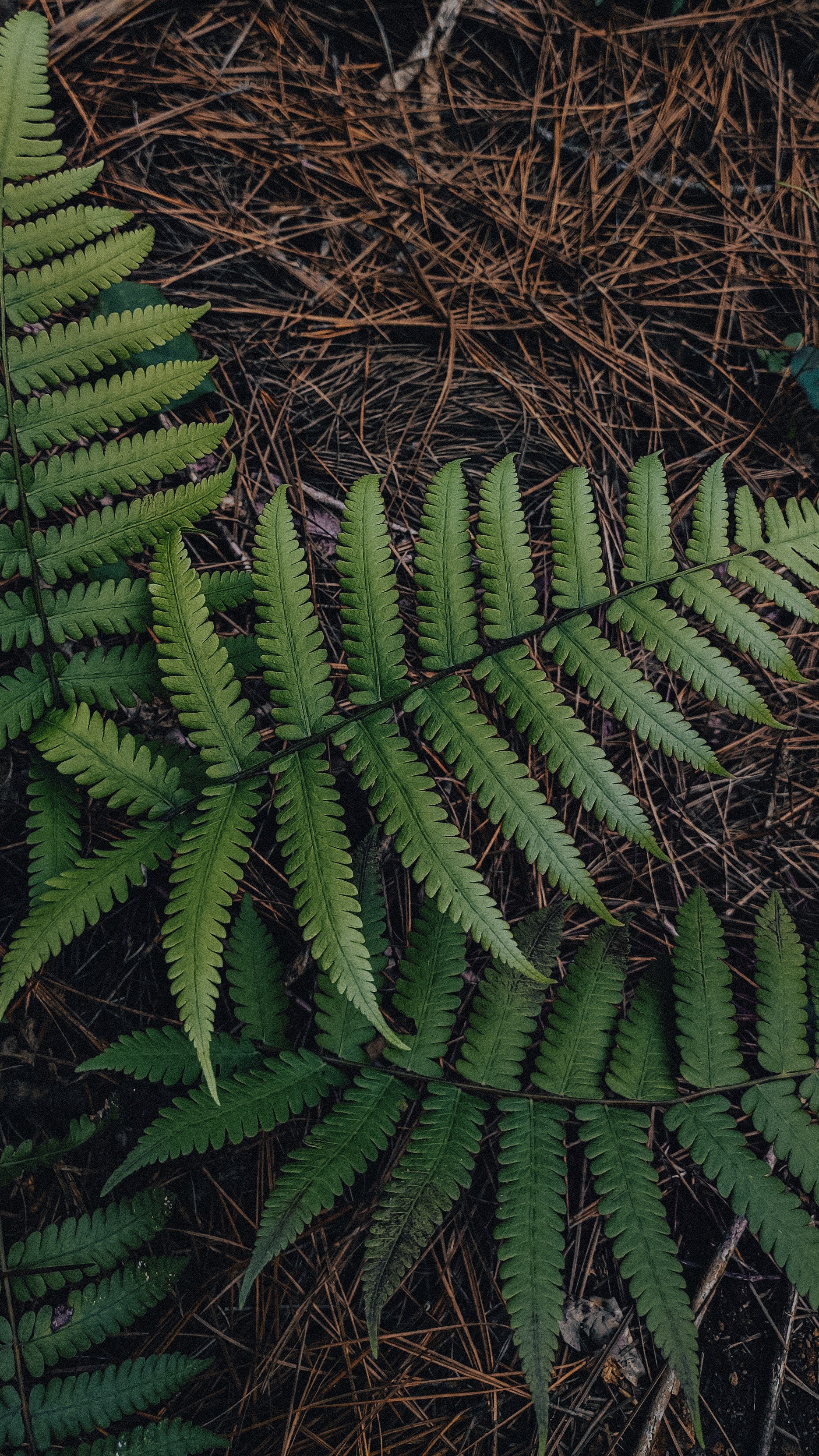 Green Fern on Ground · Free Stock Photo