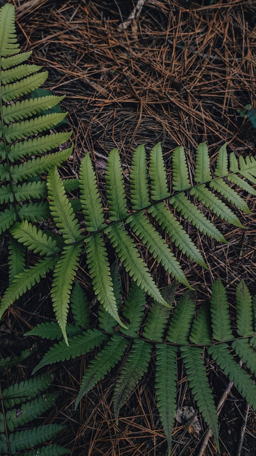 Green Fern on Ground