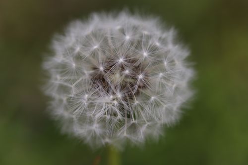 Free Detailed photograph of a dandelion seed head showcasing nature's intricate beauty and texture. Stock Photo