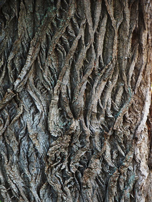 Close-up of Tree Bark 