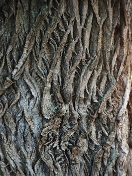 Detailed close-up of a textured tree bark showcasing natural patterns.