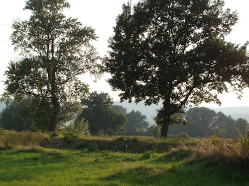 Trees and Grass on Grassland