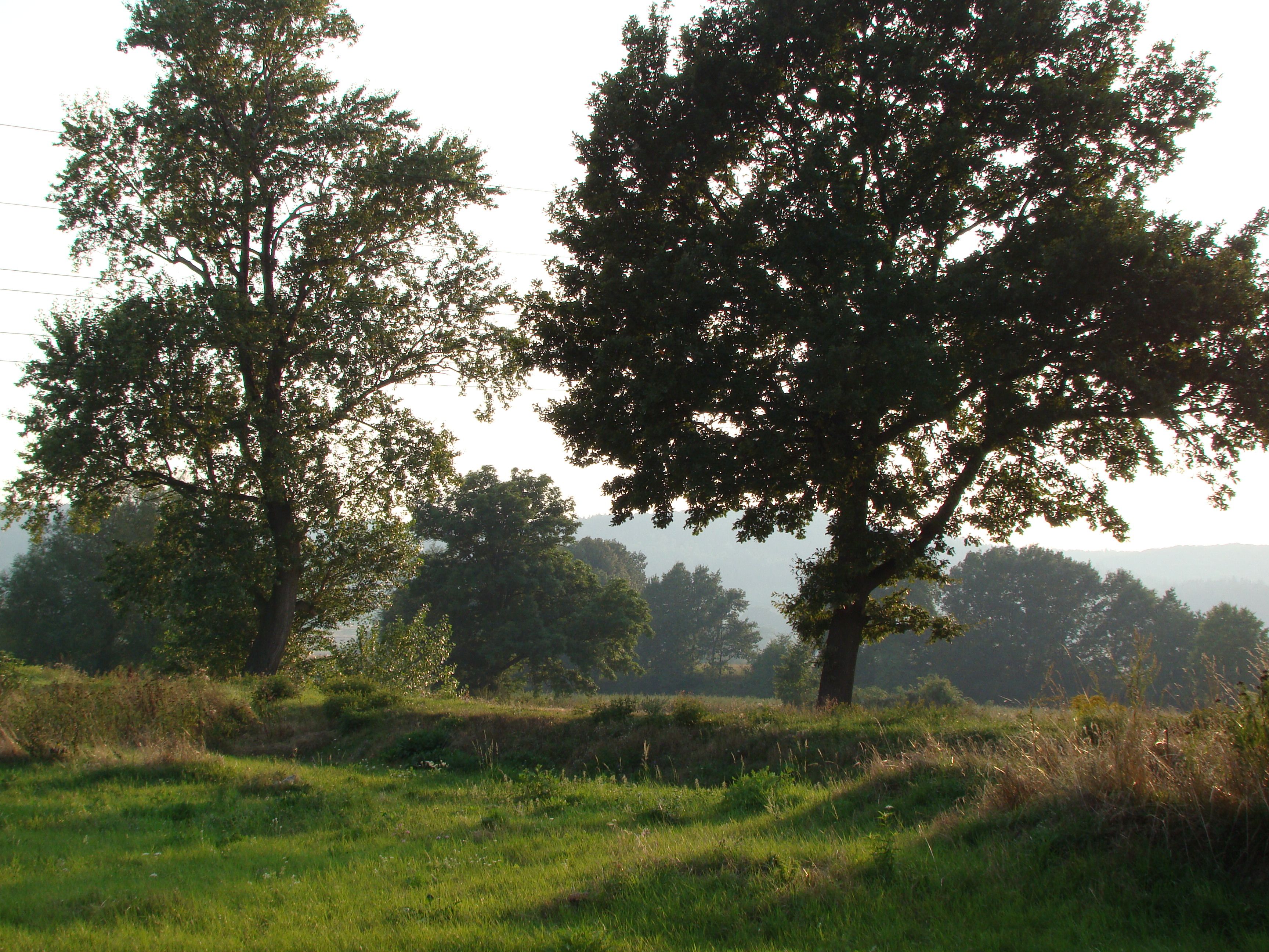 Green Trees and Grassland · Free Stock Photo