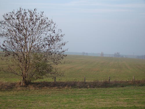 Single Tree and Fence on Green Grassland