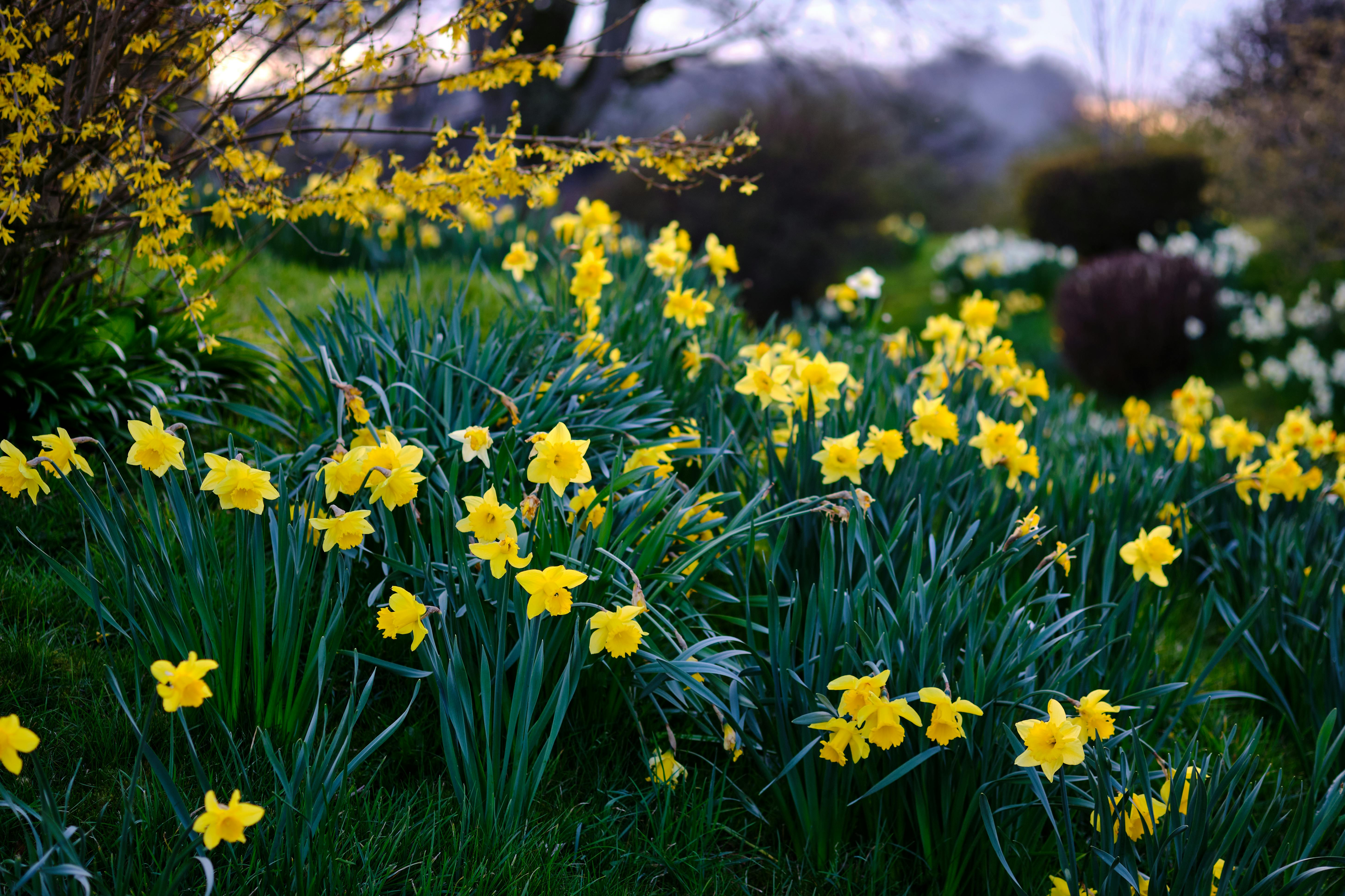 Yellow Jonquils Blooming · Free Stock Photo