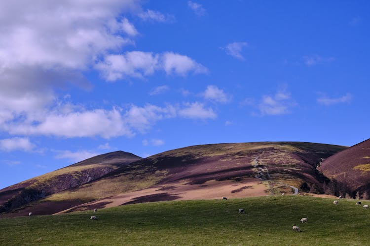 Hill And Cows Grazing On The Pasture 