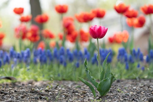 bahar, çekilmiş, çiçek içeren Ücretsiz stok fotoğraf