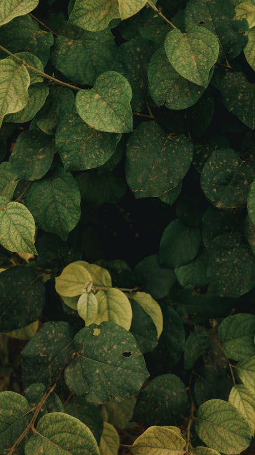 Abundance of Green Leaves