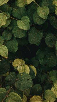A captivating vertical shot of abundant green leaves in Algeria, highlighting nature's fresh vitality.