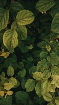 A vertical shot capturing lush green leaves in a natural, monochrome setting, perfect for nature-themed designs.