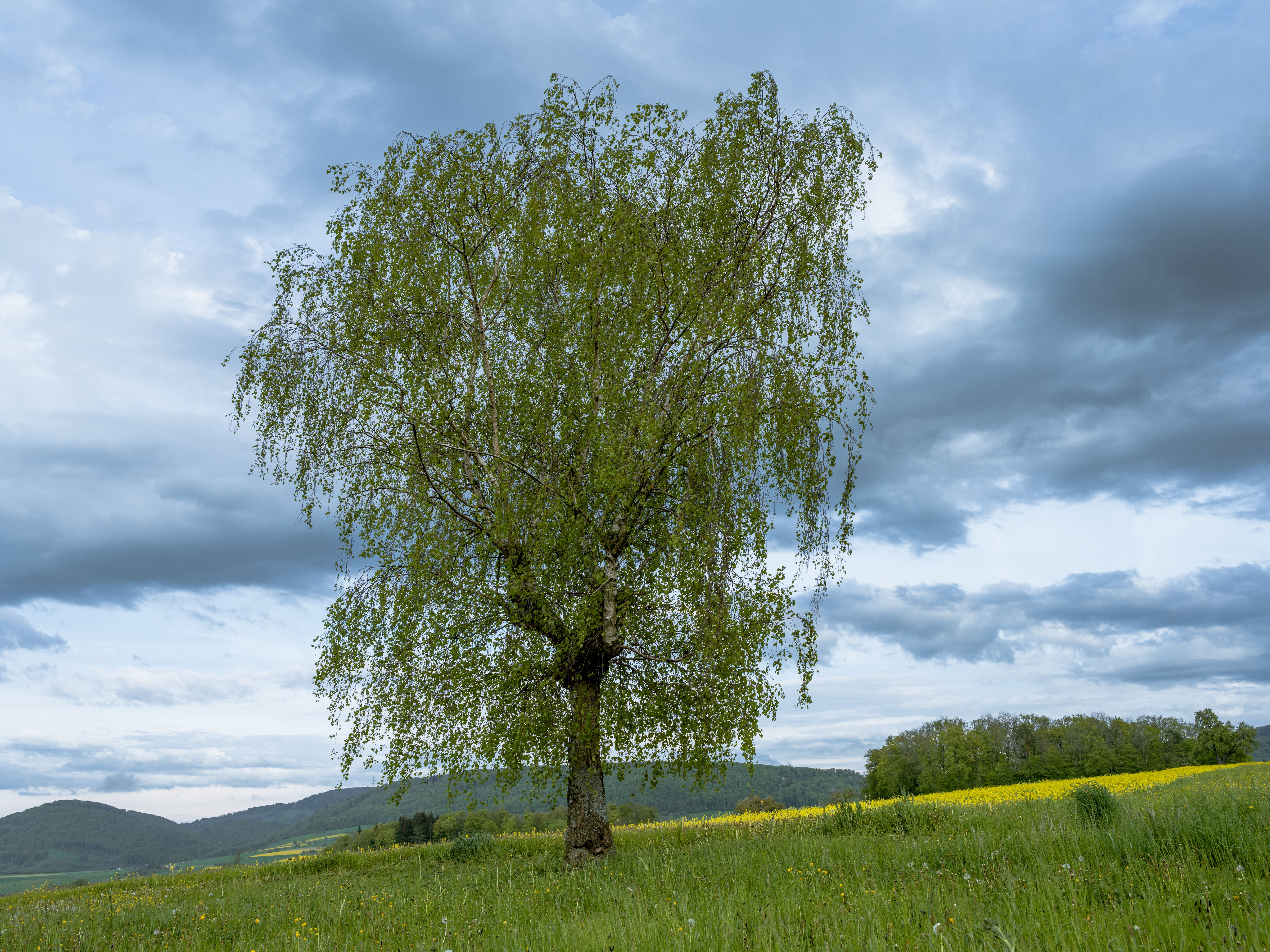 Lone Tree in the Field · Free Stock Photo