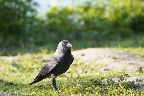 Free A blackbird stands on grass in a forest setting, captured in natural light. Stock Photo