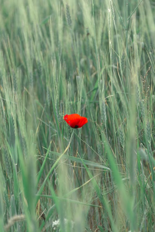 Flower in Grass