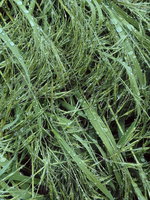 Free Close-up of lush green grass covered with morning dew for a refreshing nature backdrop. Stock Photo