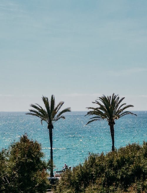 Palm Trees on Tropical Sea Shore