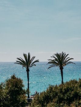 Tranquil view of palm trees overlooking the blue Mediterranean Sea in Palma, perfect for a tropical escape.