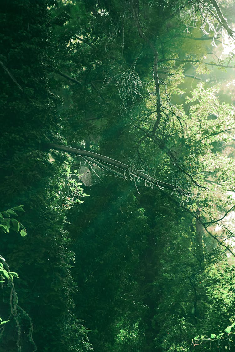 Spiderweb Among Green Trees