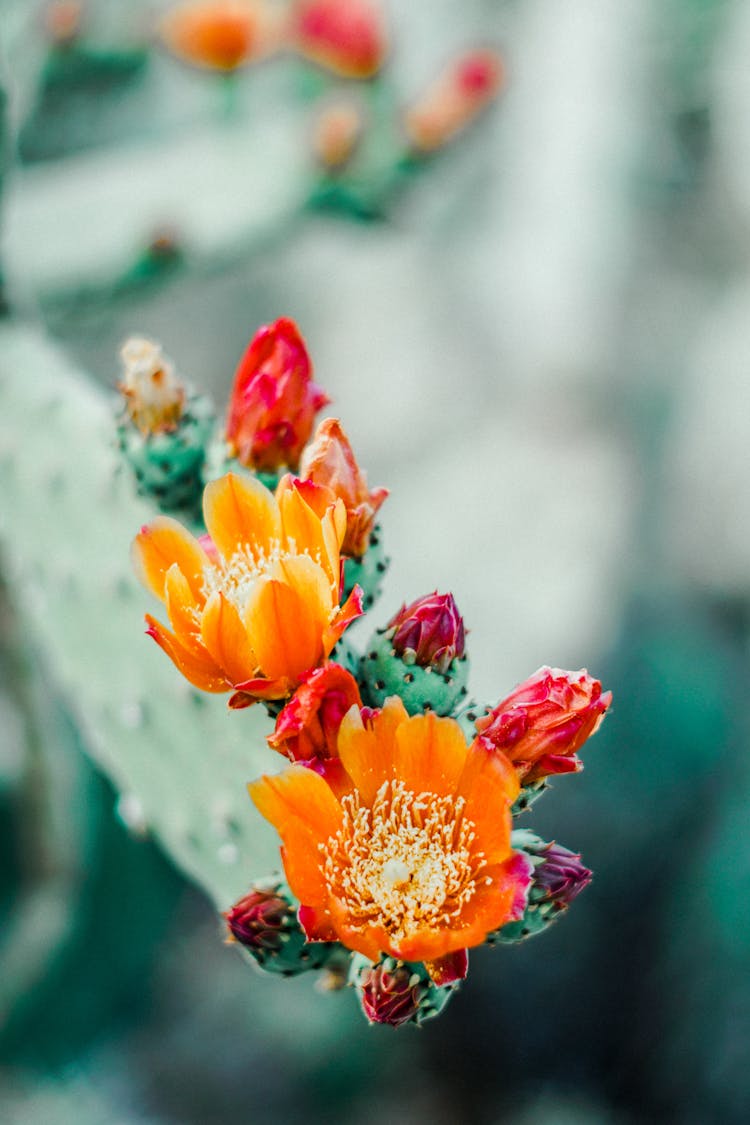 Orange Flowers Of Cactus