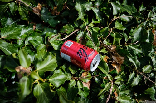 Photo of an Empty Can on a Plant
