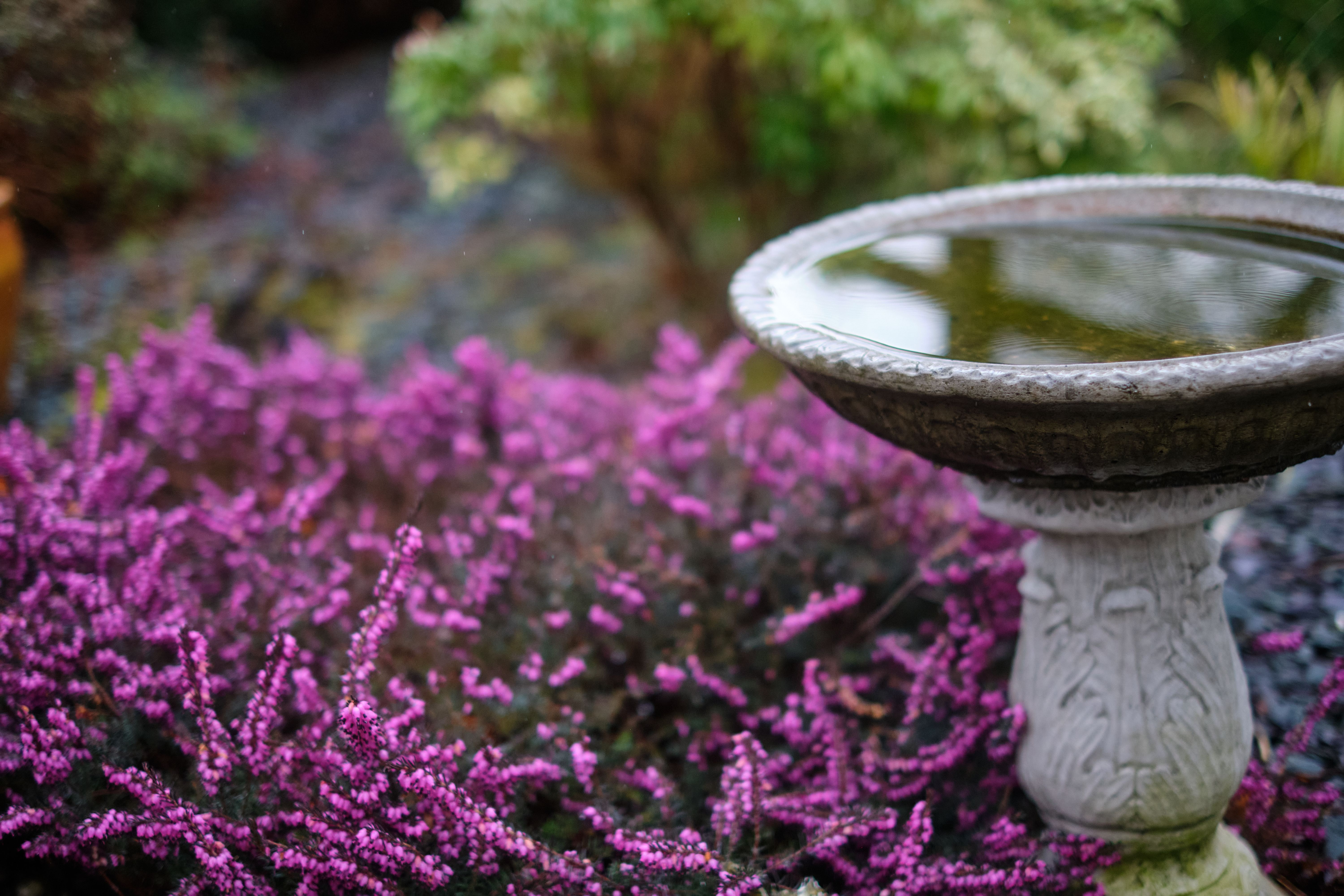Erica Flower Purple Photos, Download The BEST Free Erica Flower Purple