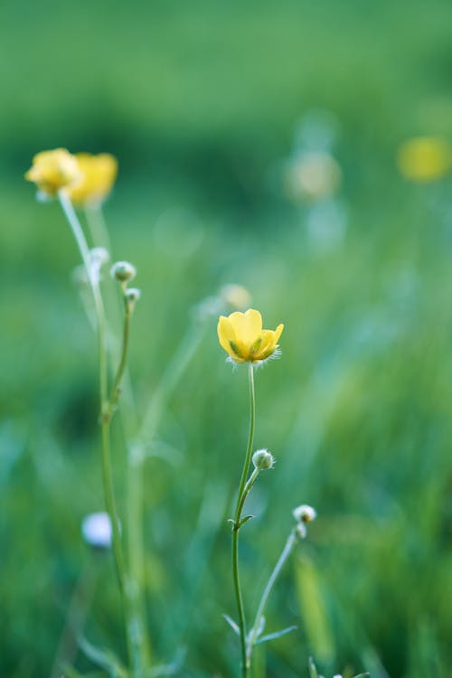 Foto stok gratis alam, bidang, bunga liar