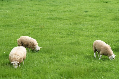 Sheep of a Grass Field 