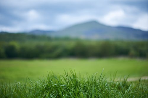 arazi, çim, çimenlik içeren Ücretsiz stok fotoğraf