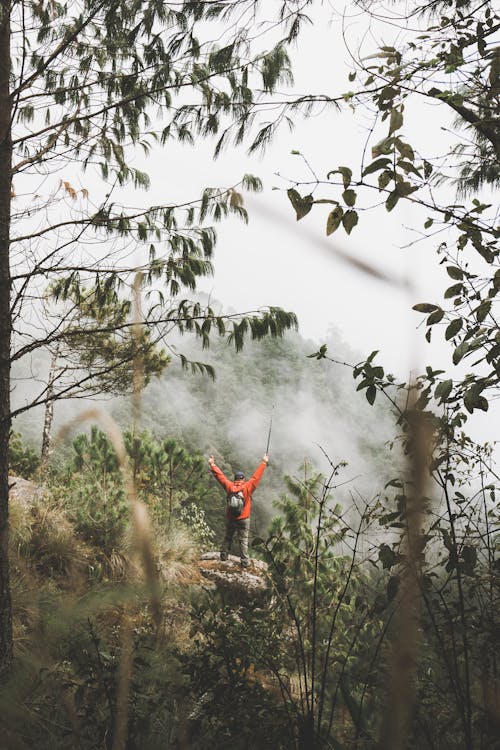 Základová fotografie zdarma na téma hory, les, mlha