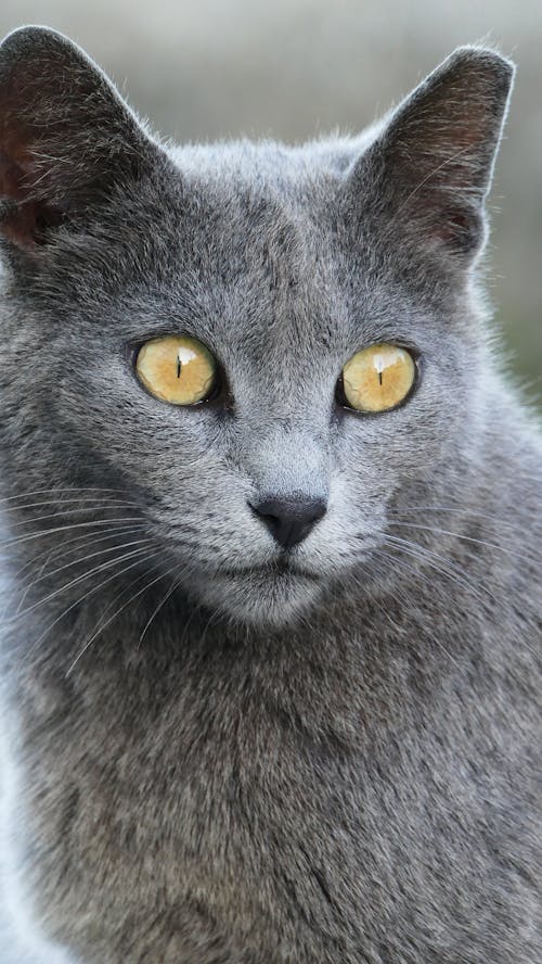 A Portrait of a Cat with Yellow Eyes