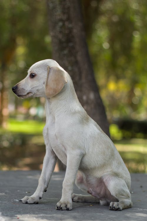 Gratis lagerfoto af dyrefotografering, hund, hvalp