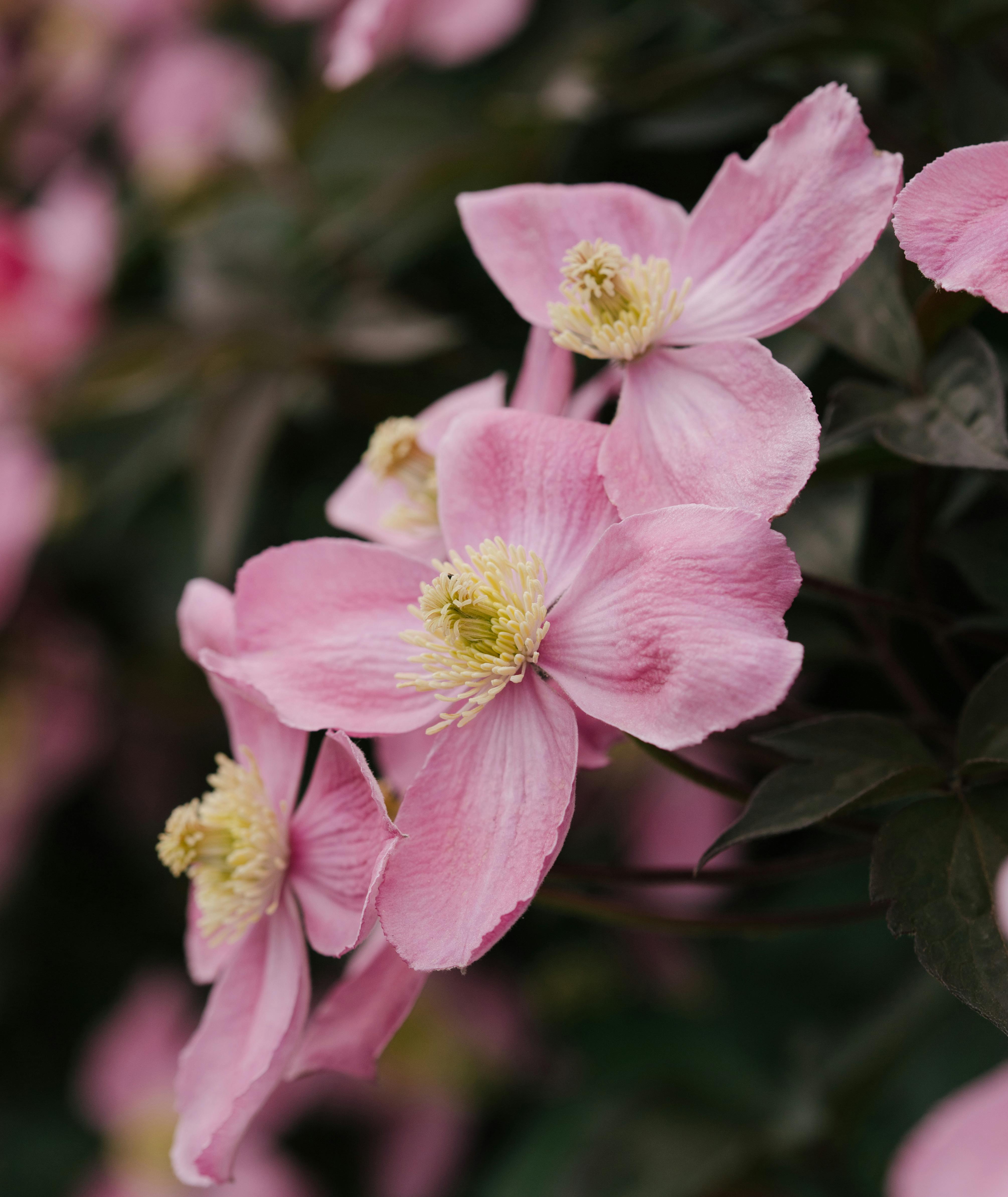 clematis montana blooming UK garden