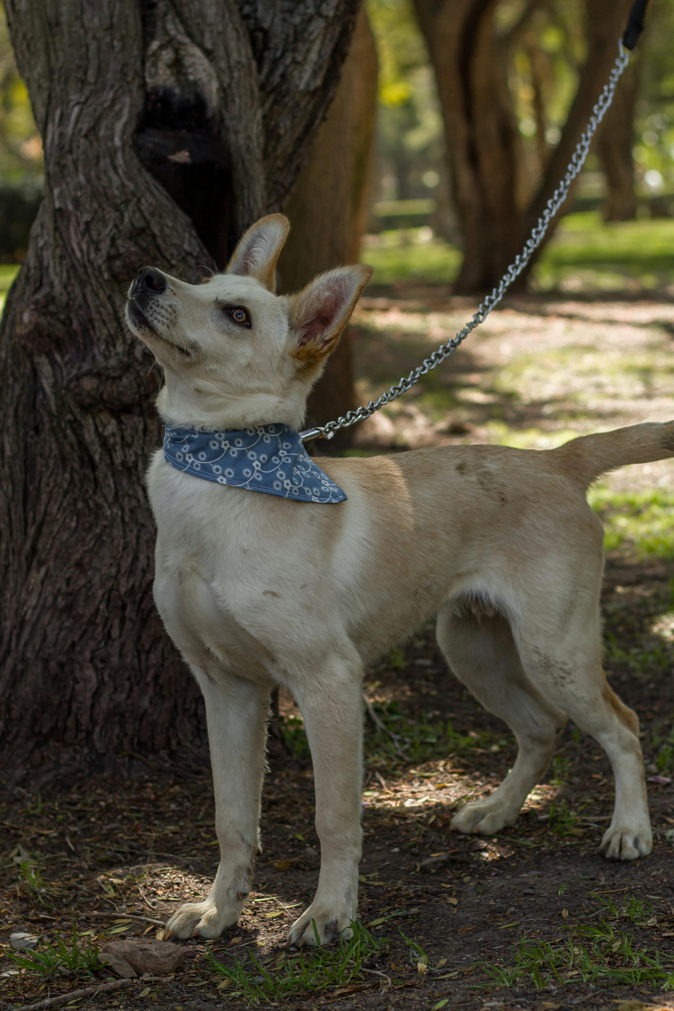 Doge Killer Leash Photos, Download The BEST Free Doge Killer Leash