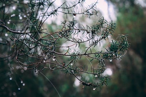 Branch with Dew