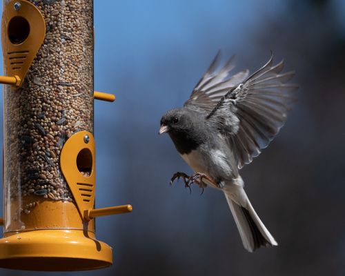Free Close-up of Dark-Eyed Junco flying near yellow bird feeder in Quebec City. Stock Photo