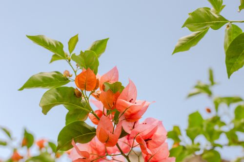 Free Vibrant bougainvillea blossoms with green leaves set against a clear blue sky. Stock Photo