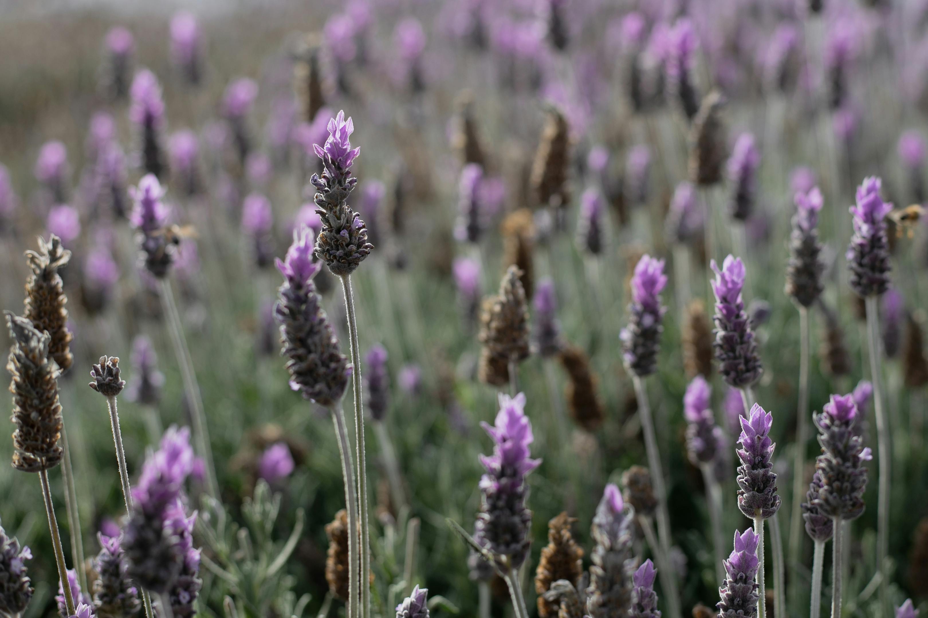 Morados Photos, Download The BEST Free Morados Stock Photos & HD Images