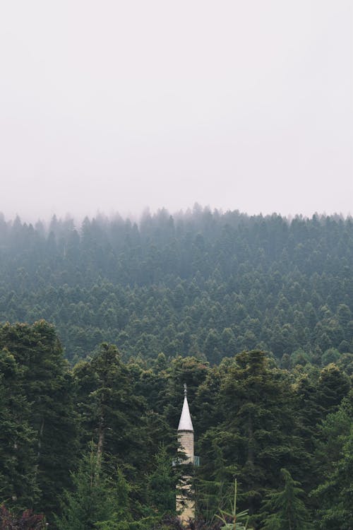 Immagine gratuita di conifero, foresta, nebbia