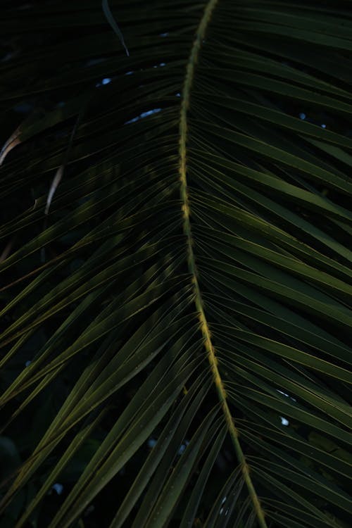 Palm Leaf in Close Up