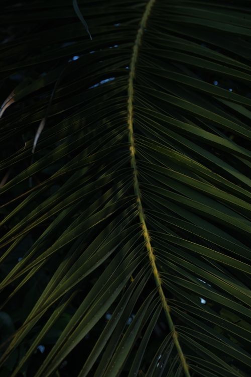 Free A detailed close-up of an exotic green palm leaf frond showcasing intricate patterns in natural lighting. Stock Photo