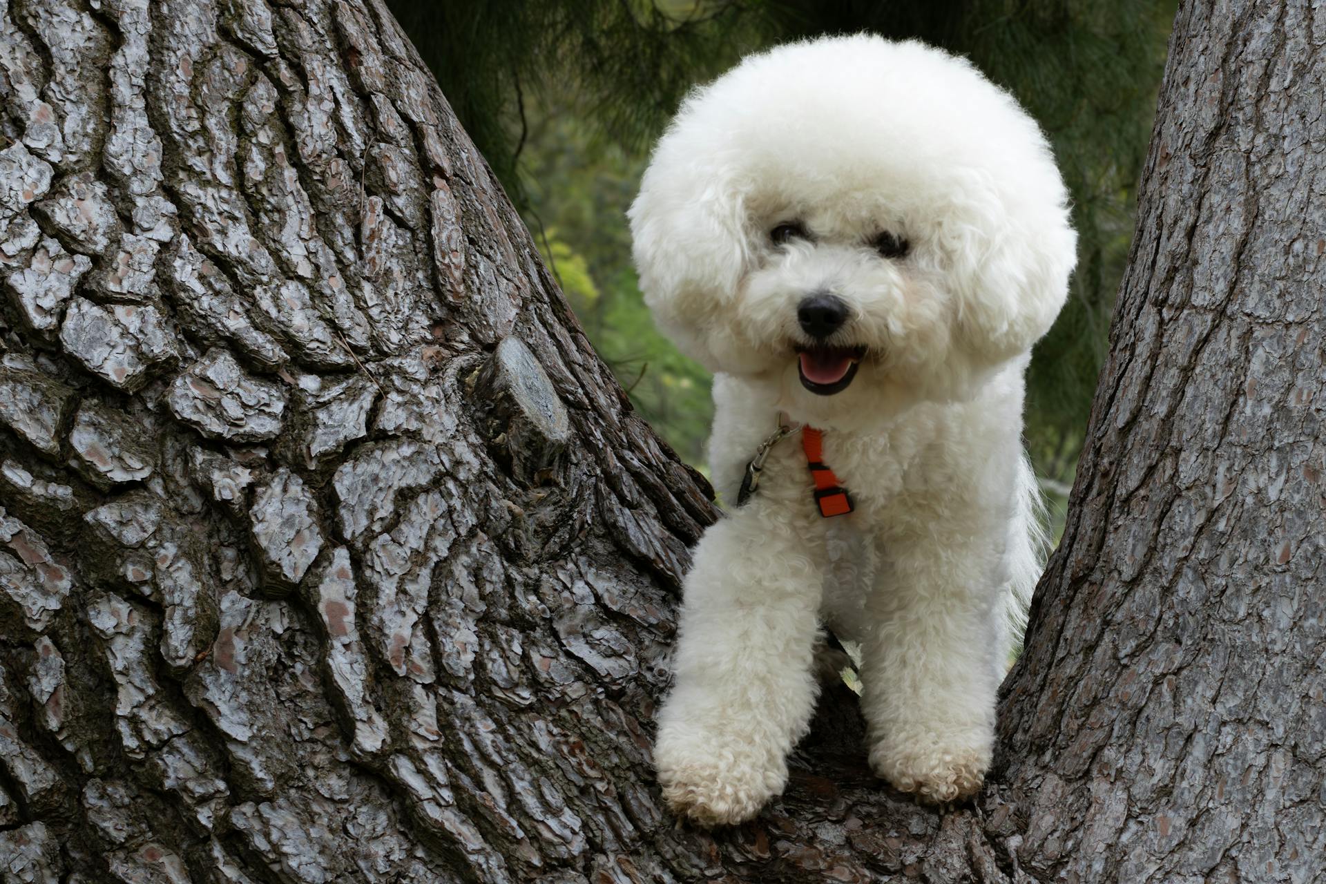 A White Poodle Sitting on a Tree