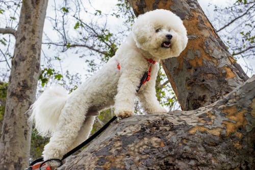 개, 나무, 동물의 무료 스톡 사진
