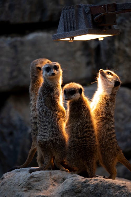 Free Photo of Meerkats Looking At The Light Stock Photo