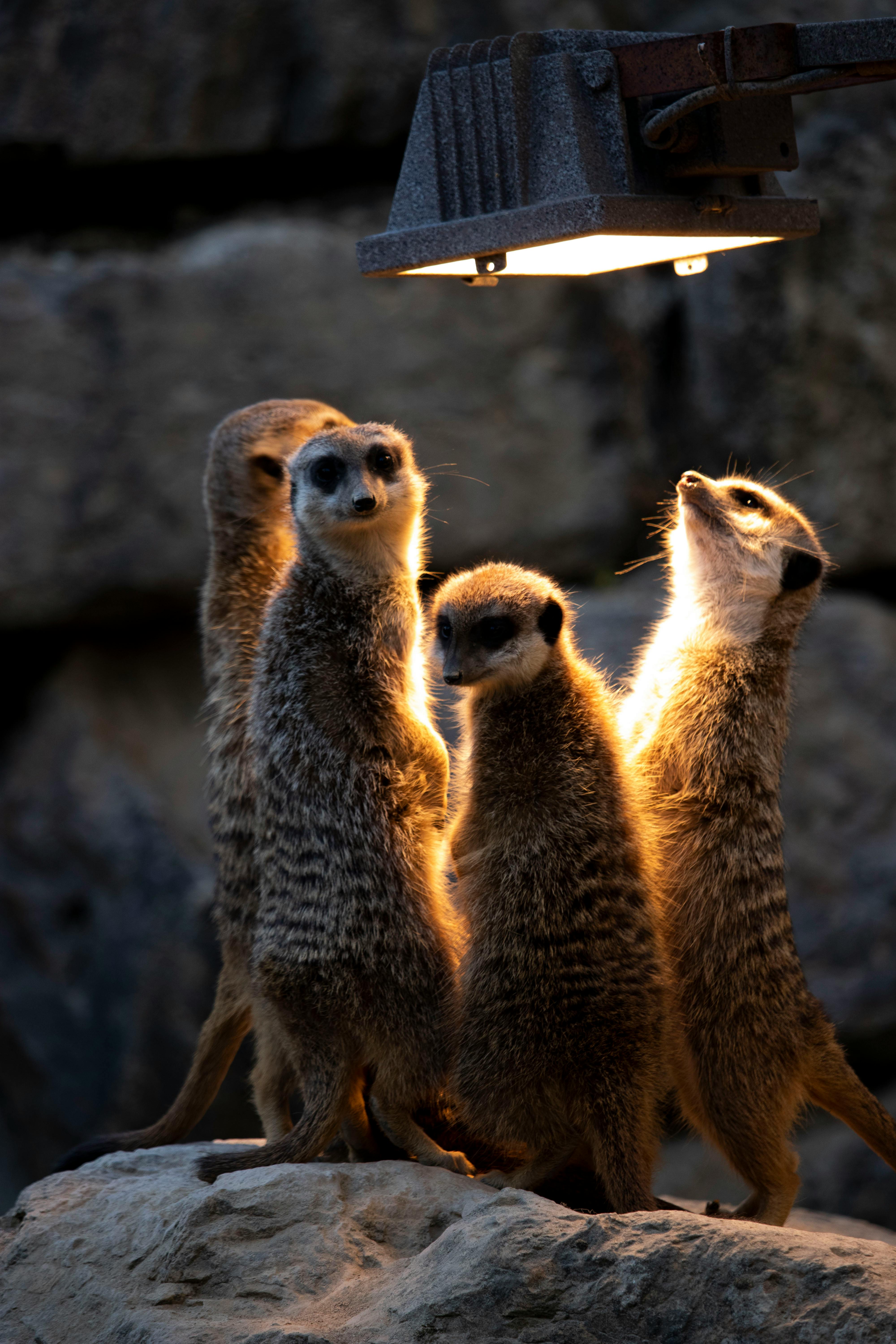 Photo of Meerkats Looking At The Light · Free Stock Photo