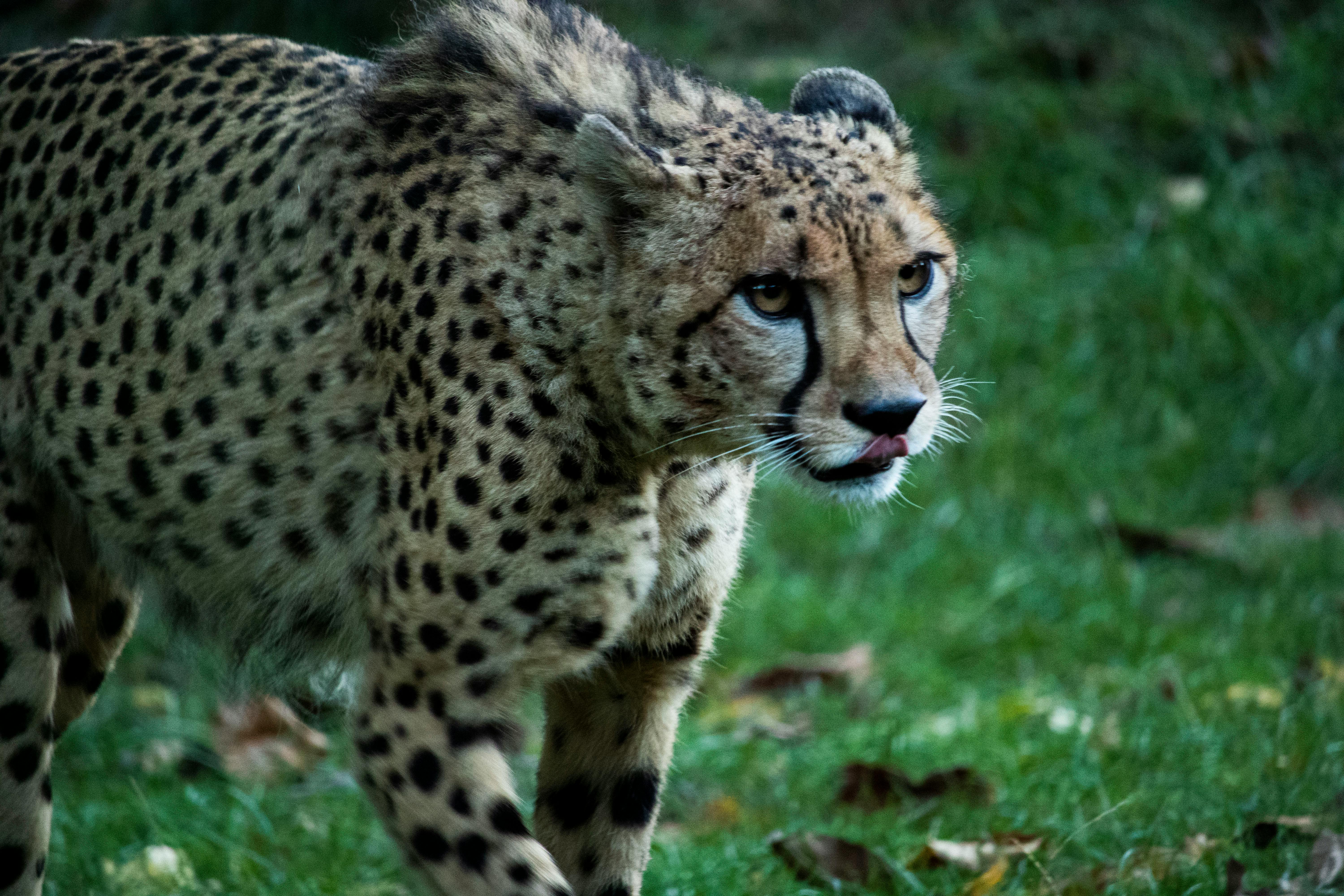 Free stock photo of animal, cheetah, creeping