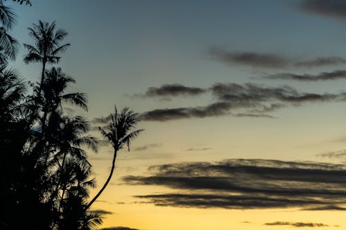 日落, 晚間, 棕櫚樹 的 免費圖庫相片