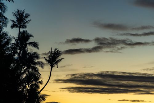 Free Capture of palm tree silhouettes against a vibrant sunset sky, creating a serene and exotic atmosphere. Stock Photo
