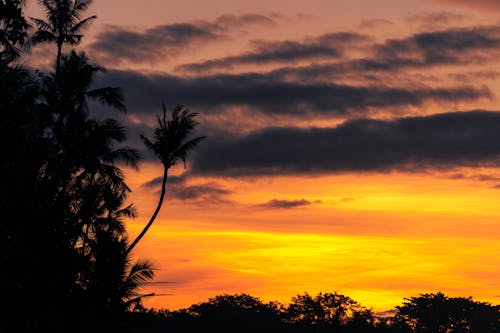 戲劇性的天空, 日落, 棕櫚樹 的 免費圖庫相片