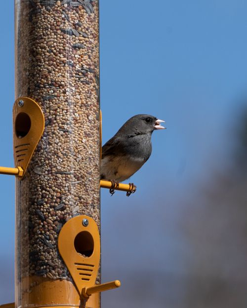 Free A Dark-eyed Junco perched on a feeder filled with grains in Quebec, Canada. Stock Photo