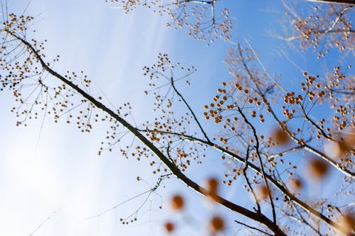 Photographie De Faible Angle D'arbre