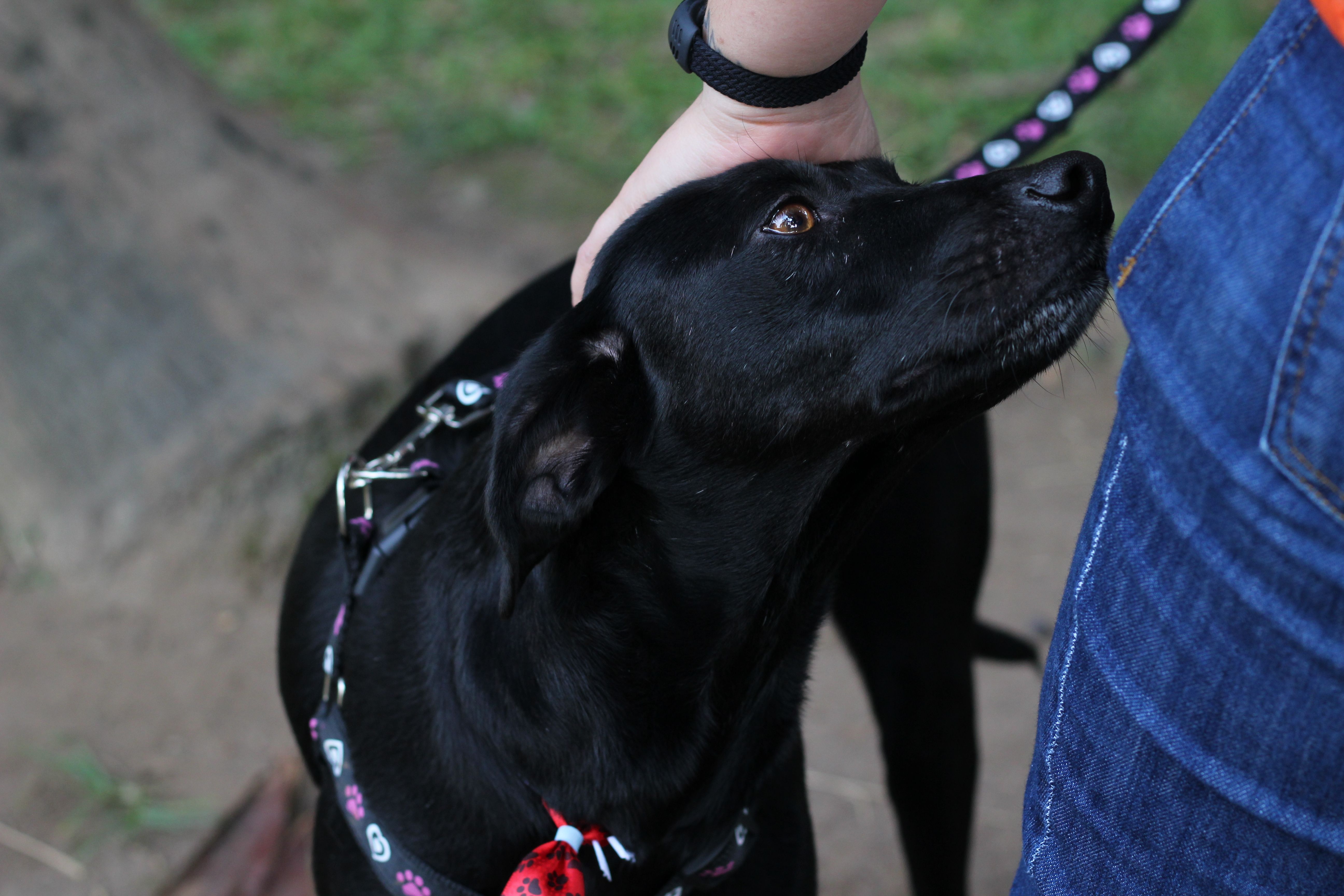 A dog undergoing diagnostic blood testing at a veterinary clinic